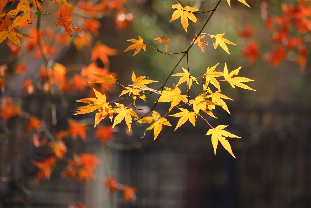 冬日里残存的红叶之光影鸡爪槭3