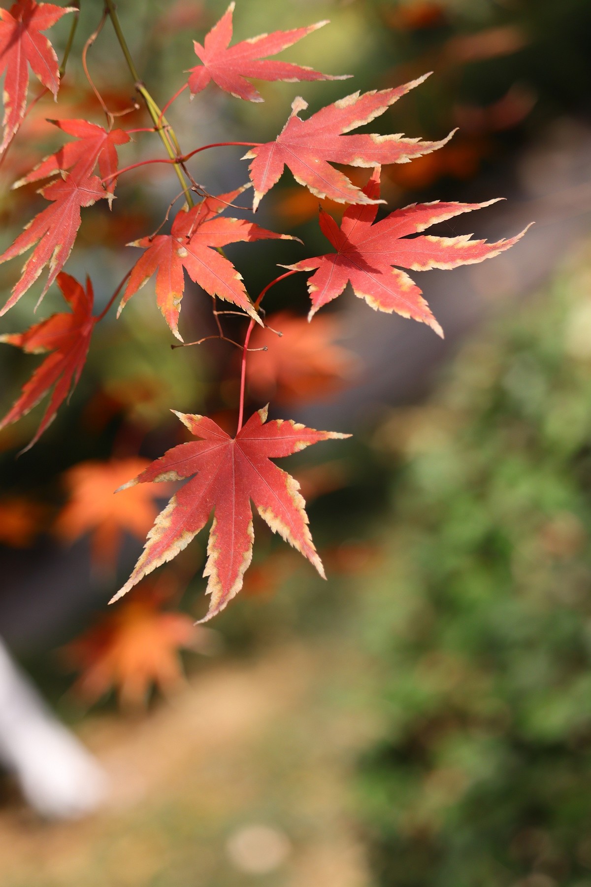 冬日里残存的红叶之光影鸡爪槭3