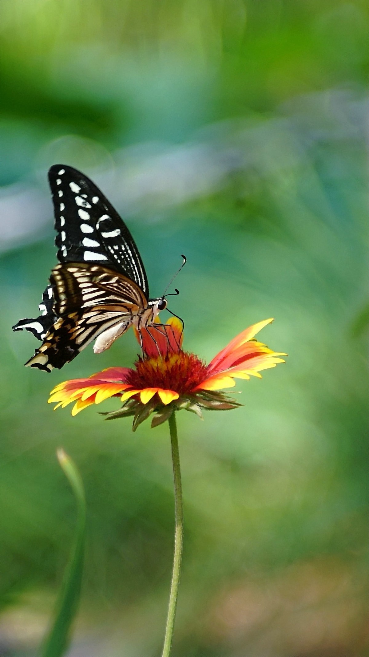 蝶恋花-中关村在线摄影论坛