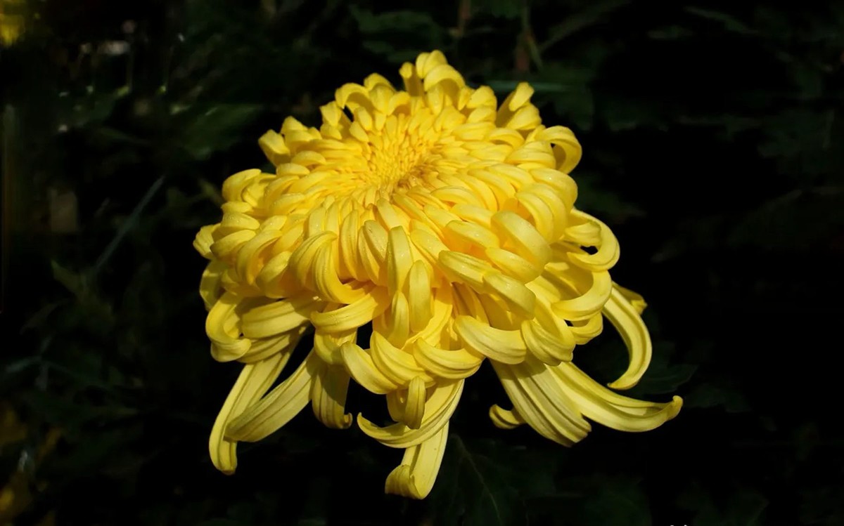 菊花--2
