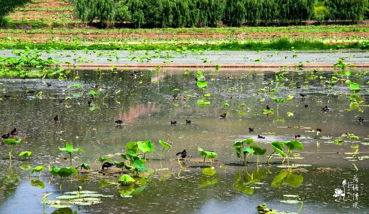 加油之城，美美安龙。今日立夏、荷花赛道上徒步随拍。