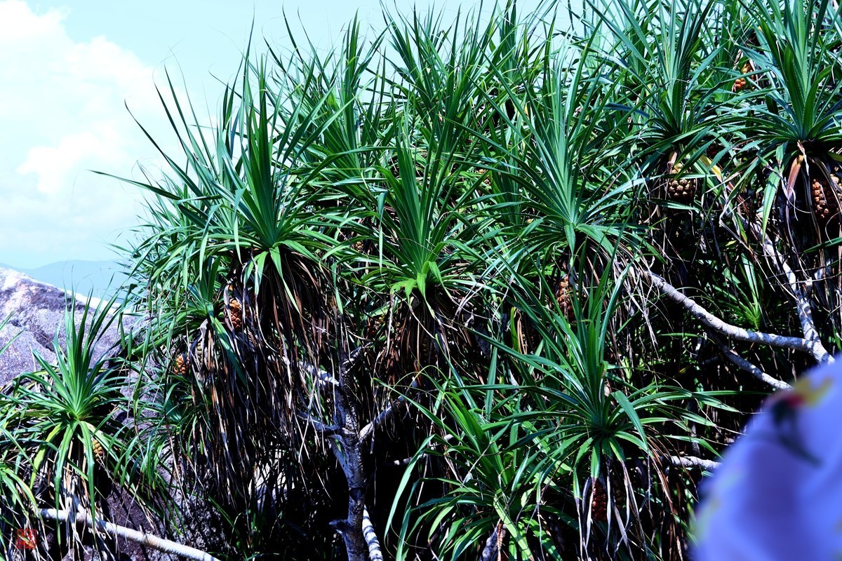 天涯海角三亚情（25）蜈支洲岛