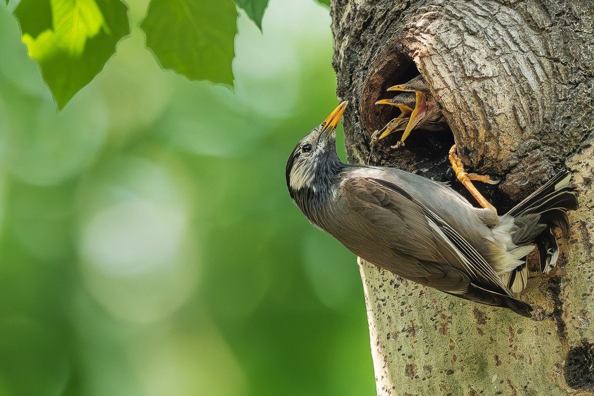 哺育-灰椋鸟