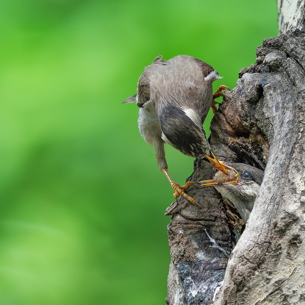 哺育-灰椋鸟