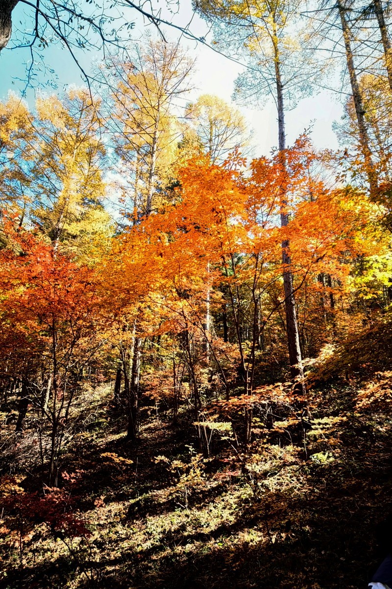 外出随拍（续191）.