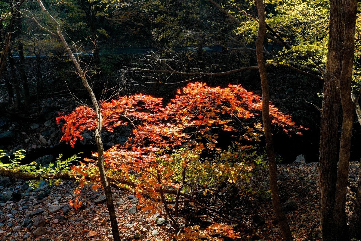 外出随拍（续191）.