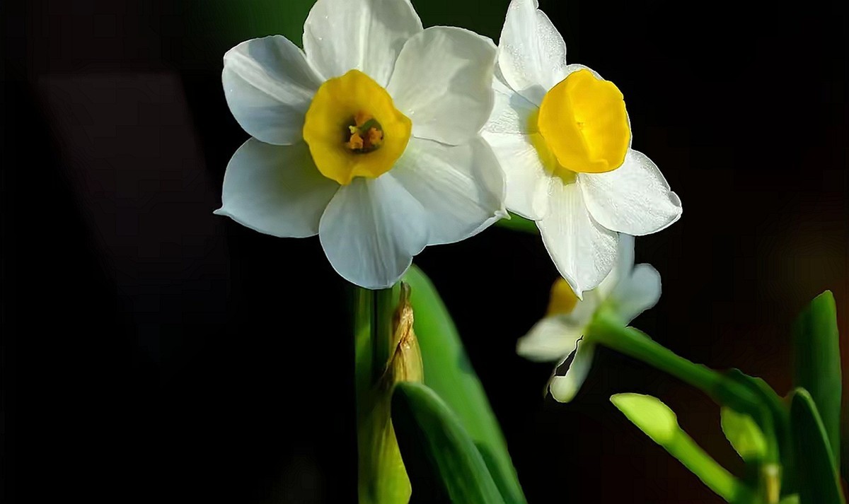 水仙花