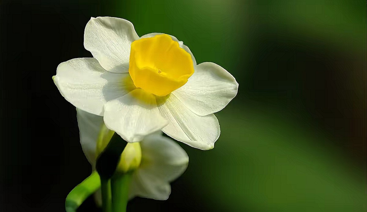 水仙花