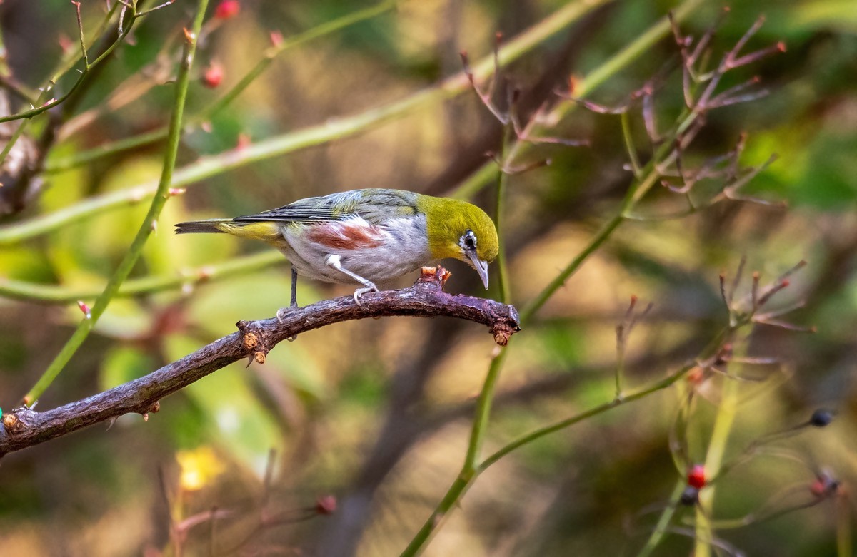 红胁绣眼鸟（十八）-中关村在线摄影论坛