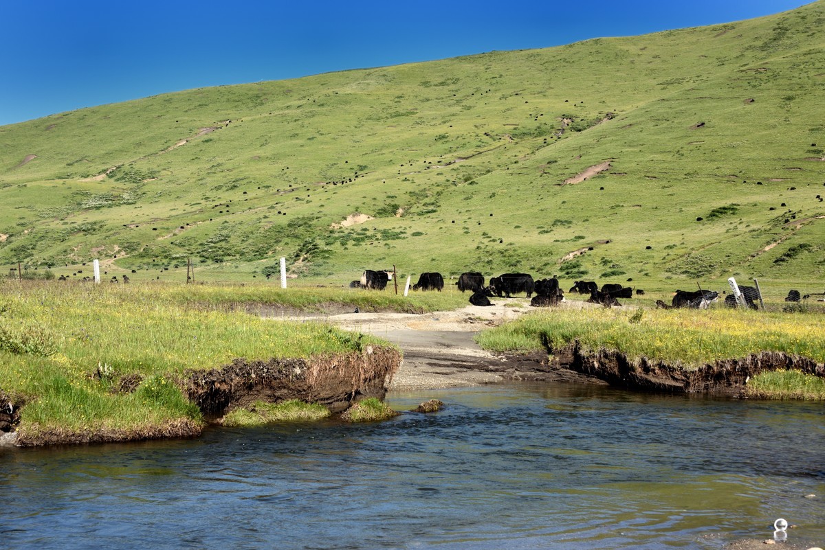 仲夏川北行——俄么塘花海景区【3】