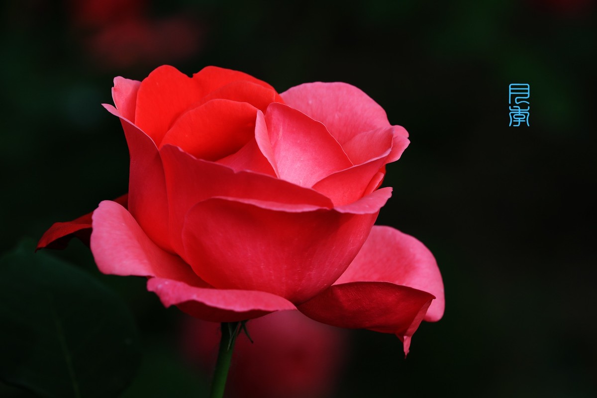 月季花