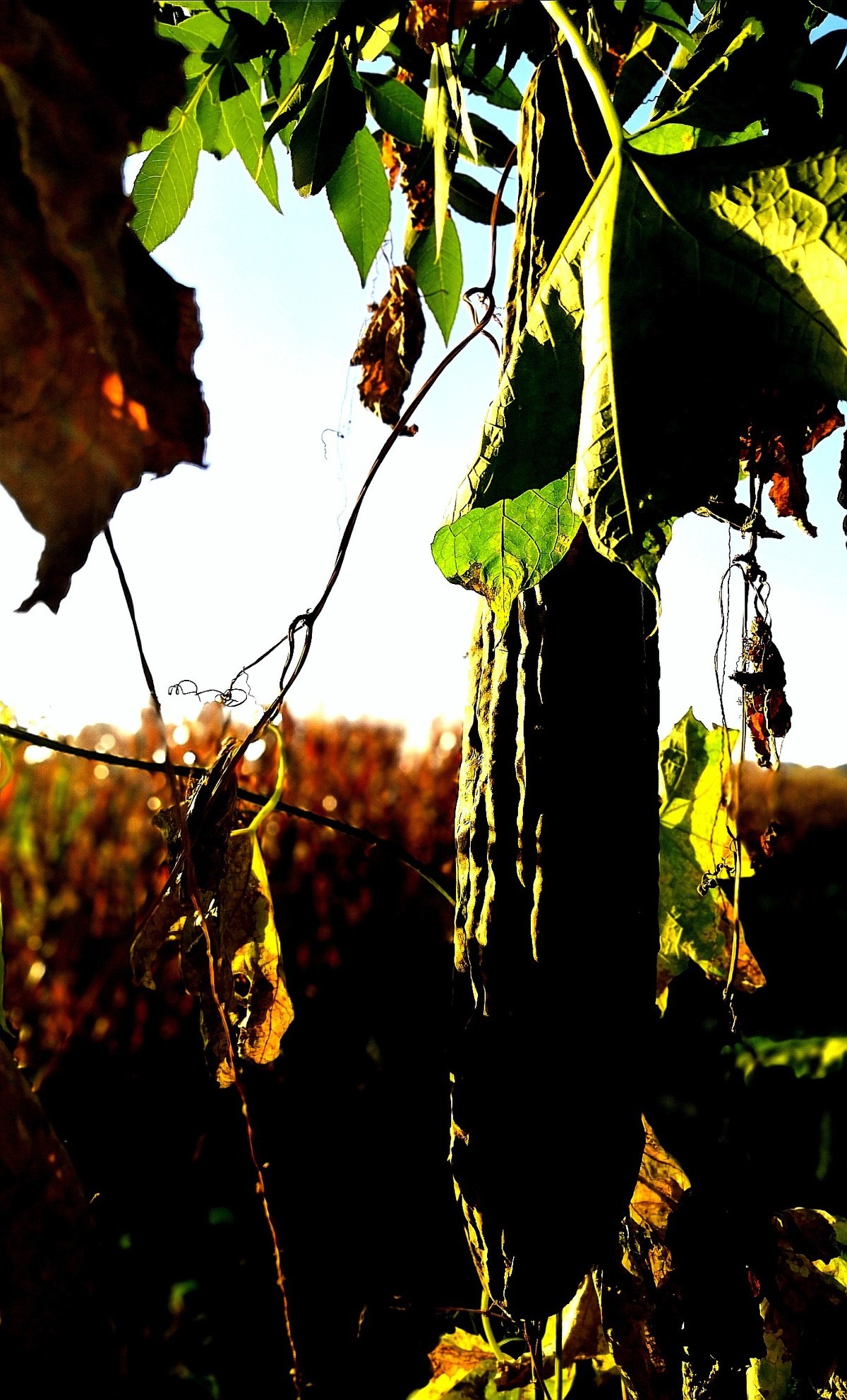 旅行光影随拍.......