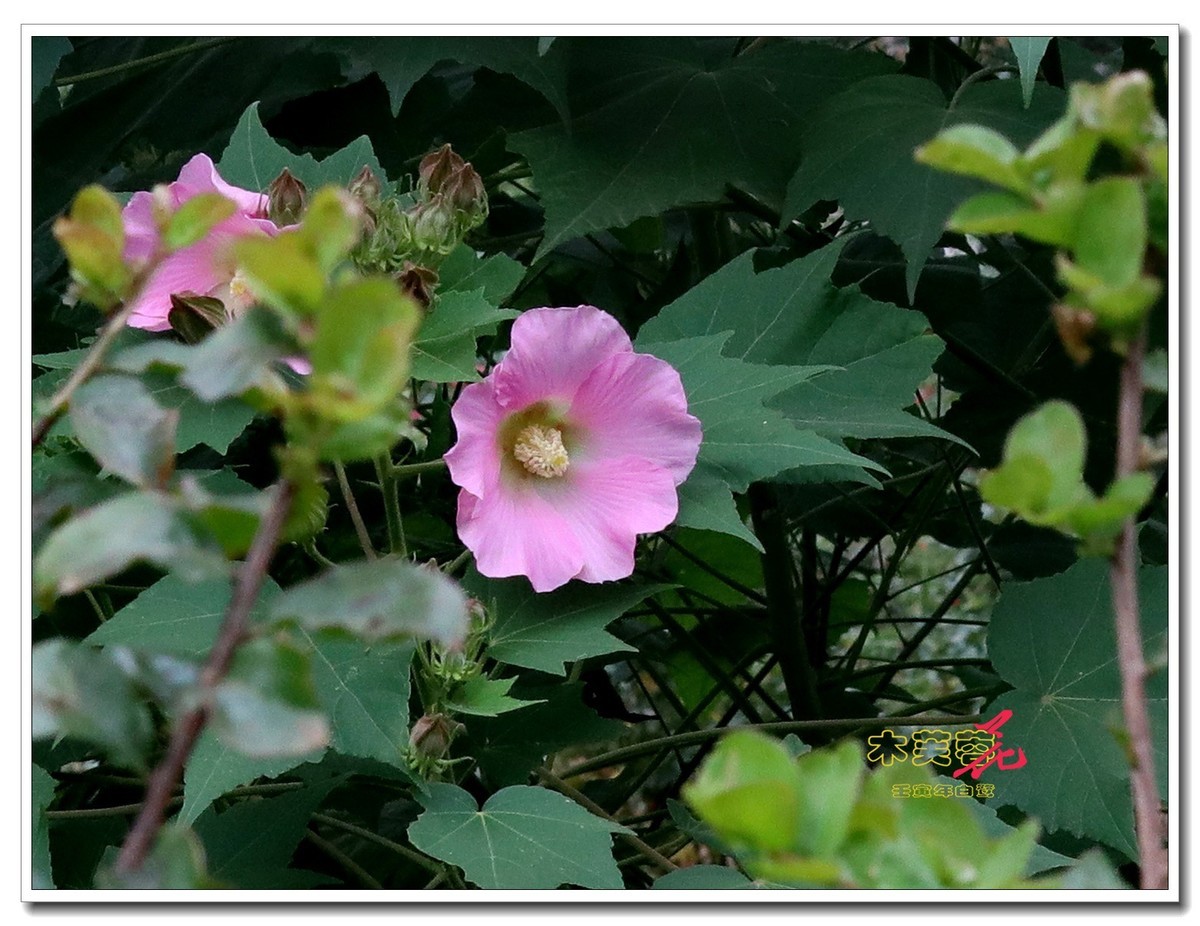 木芙蓉2【2022-0730】
