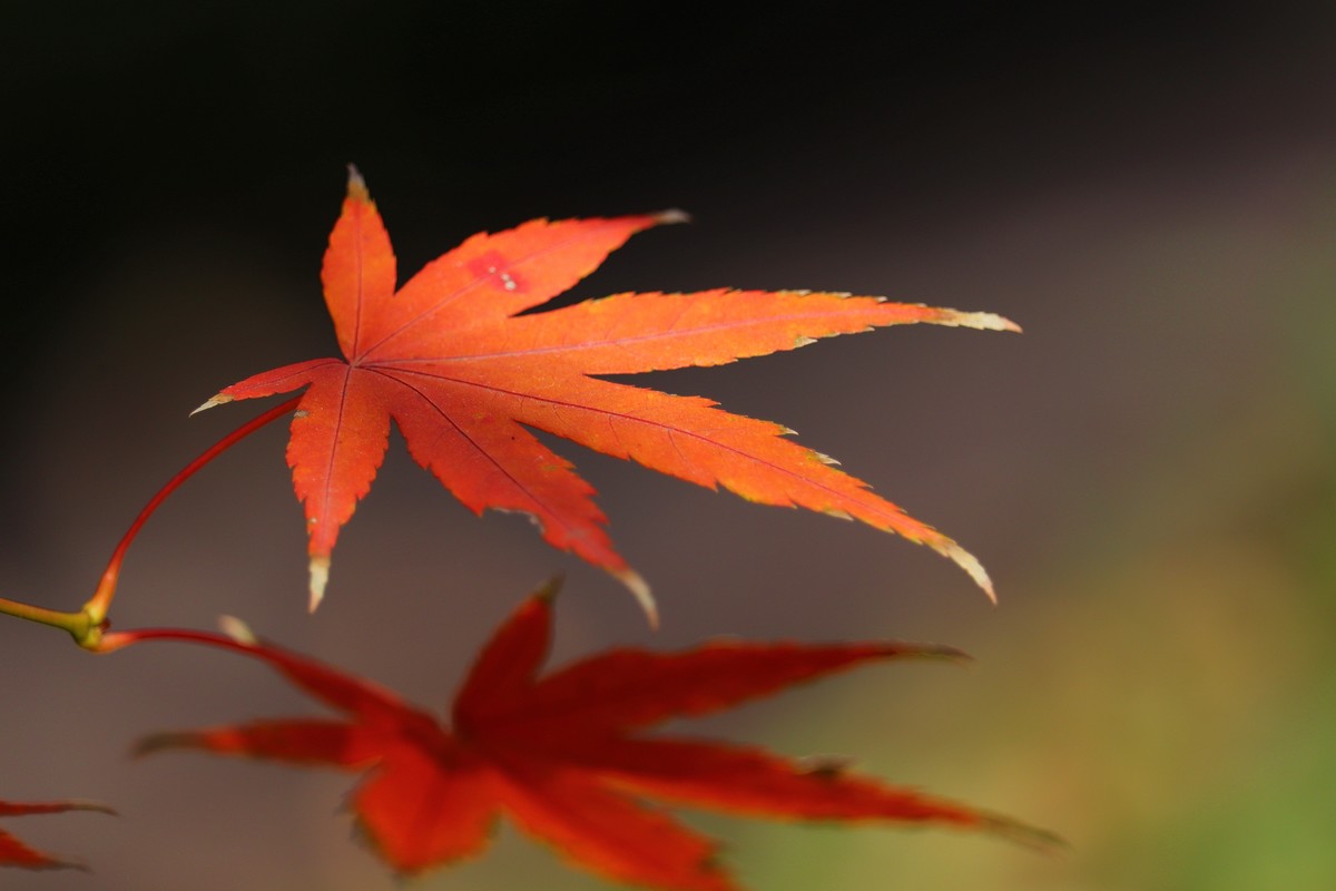 冬日里残存的红叶之光影鸡爪槭3