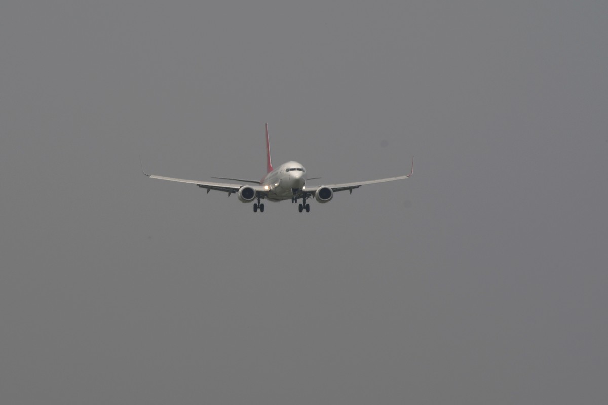 老片一组——打铁鸟