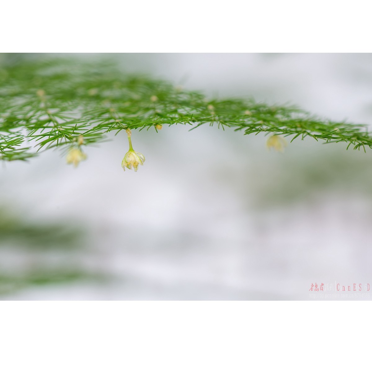 文竹开花