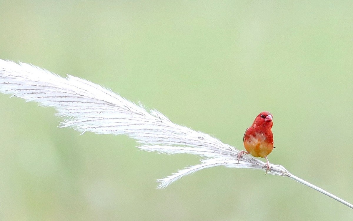 红梅花雀祝大家节日快乐