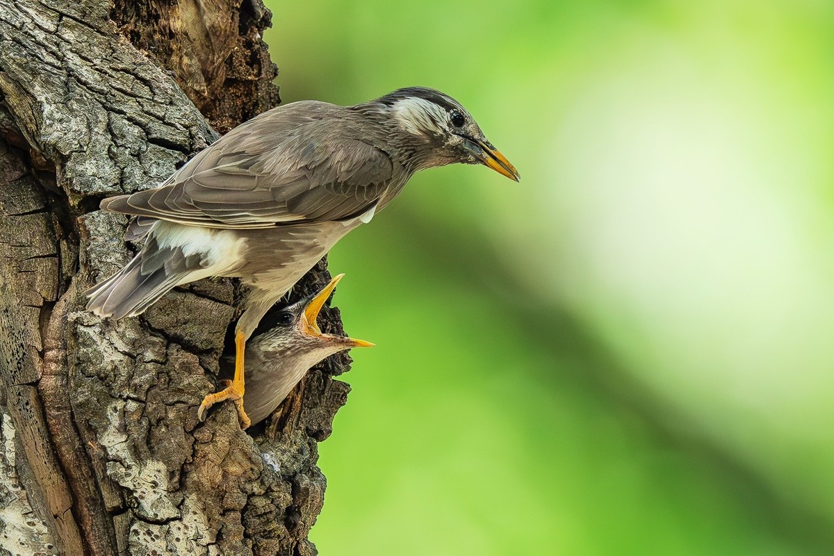 哺育-灰椋鸟