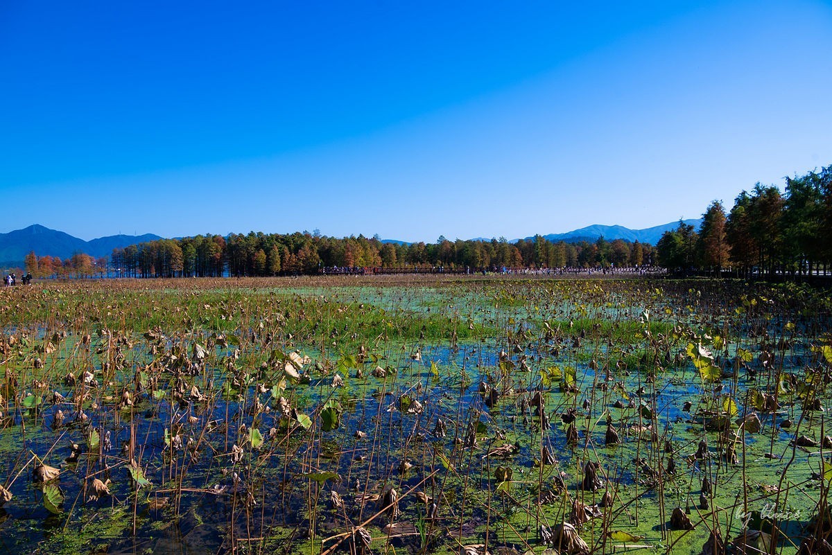 冬日四明湖【下】