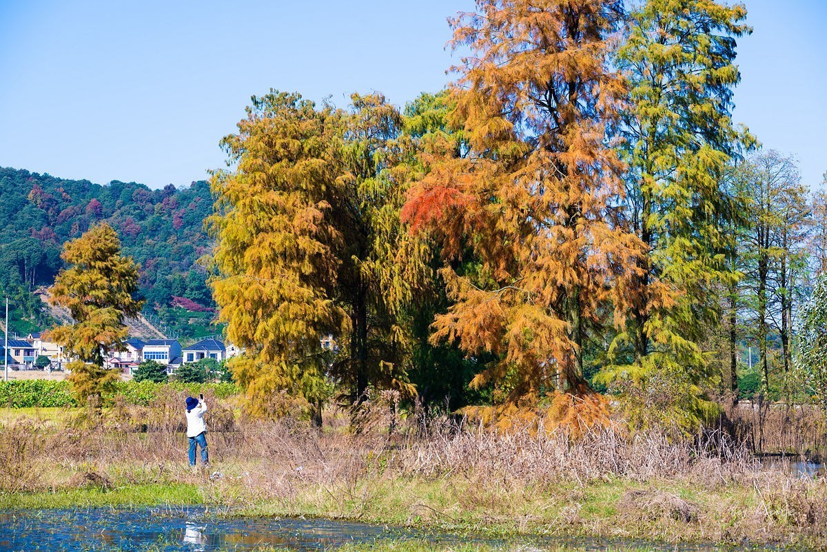 冬日四明湖【下】