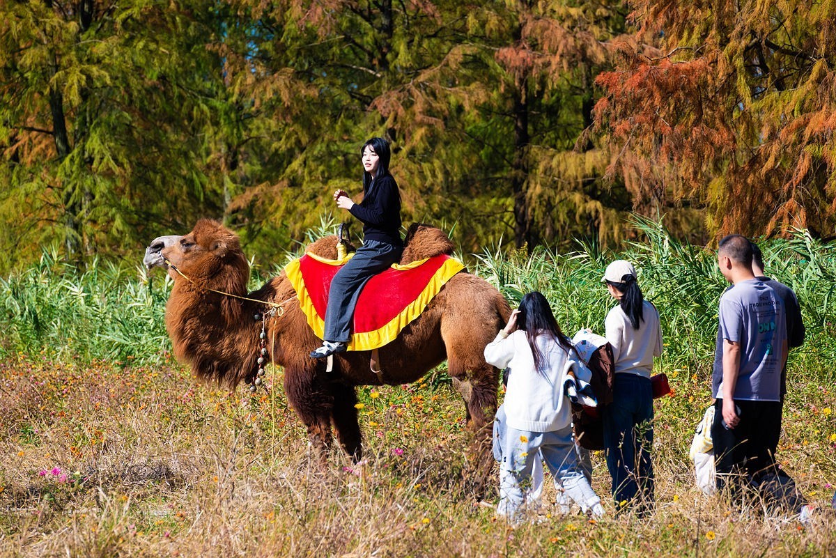 冬日四明湖【下】