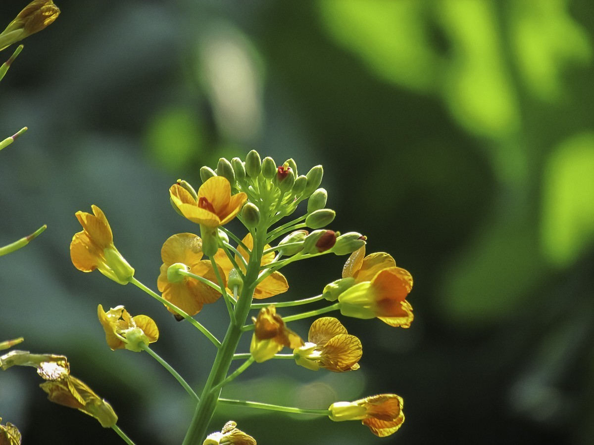 油菜花