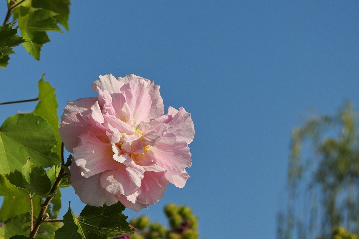 2022〖 芙 蓉 花 〗一