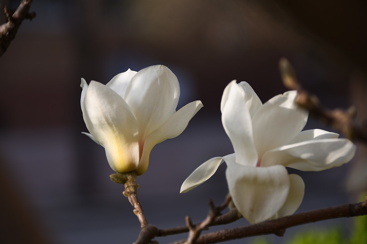 2023玉兰花（14）