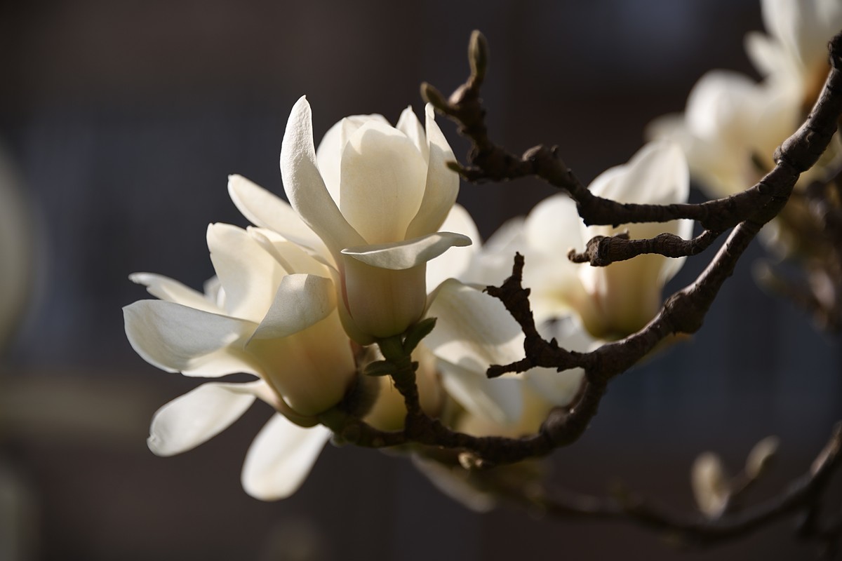 2023玉兰花（14）