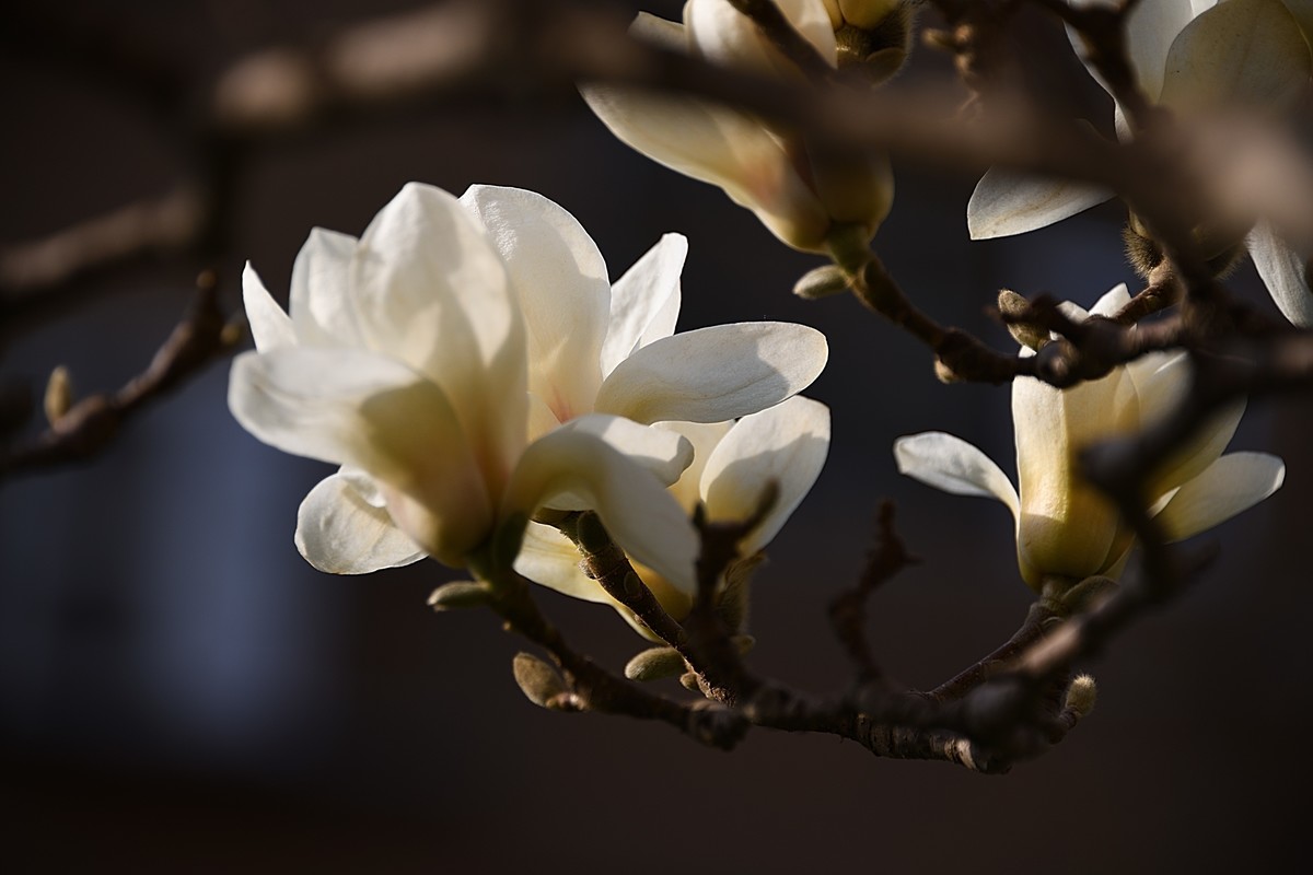 2023玉兰花（14）