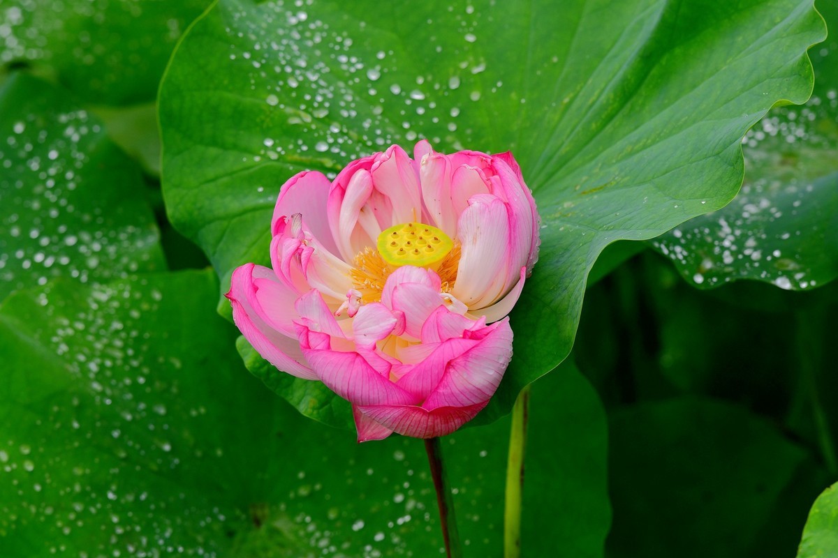 荷花