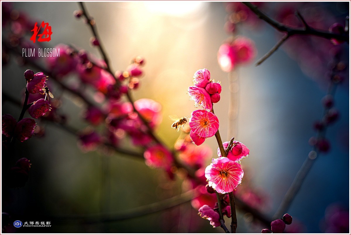 锦光梅花图片图片