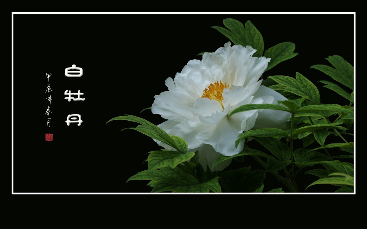 纯如霜雪的白牡丹