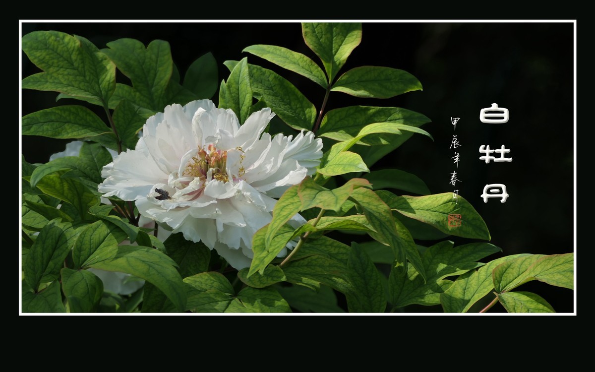 纯如霜雪的白牡丹