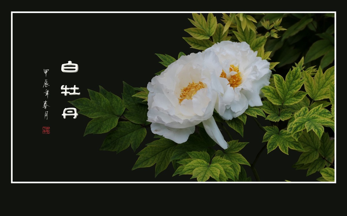 纯如霜雪的白牡丹