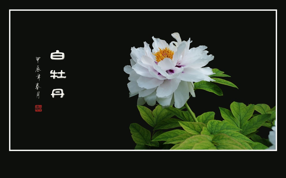 纯如霜雪的白牡丹