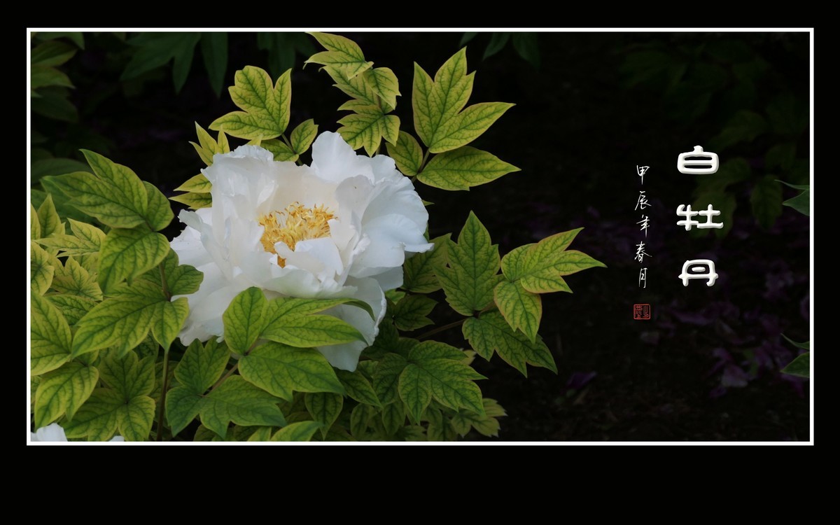 纯如霜雪的白牡丹