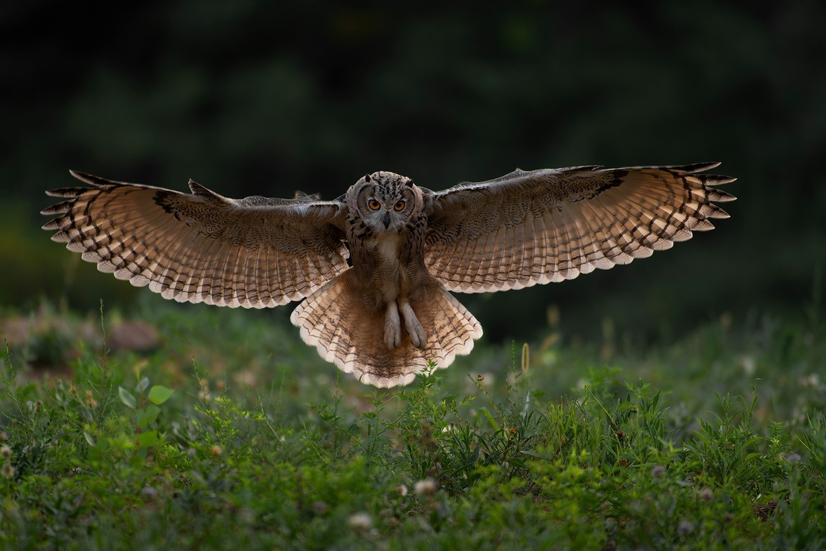 大猫头鹰---雕鸮