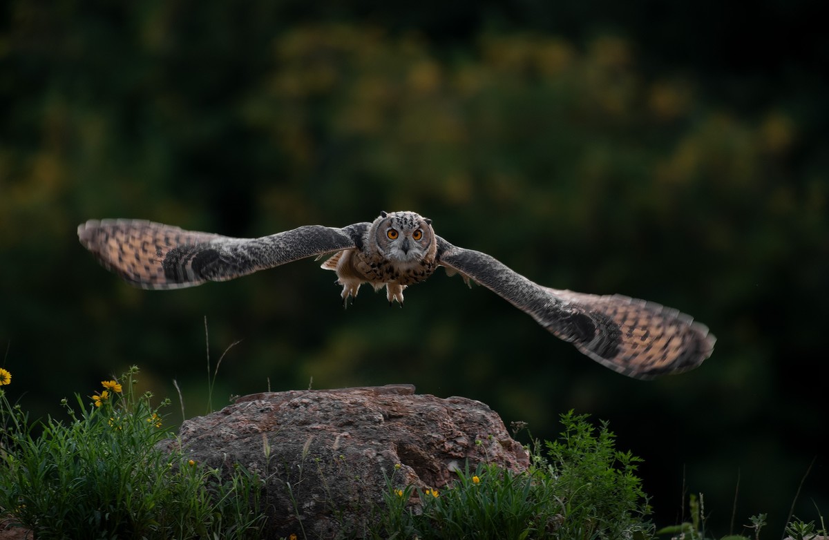 大猫头鹰---雕鸮