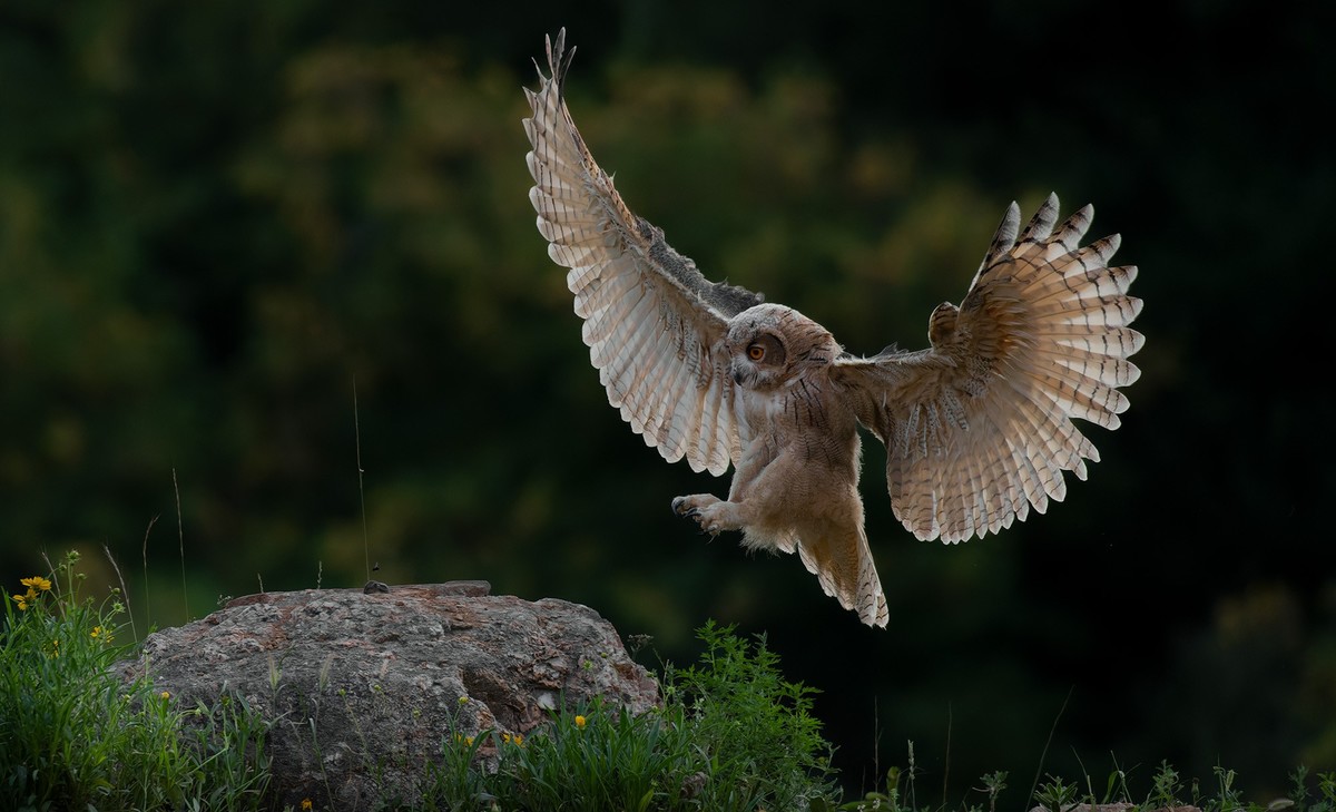 大猫头鹰---雕鸮
