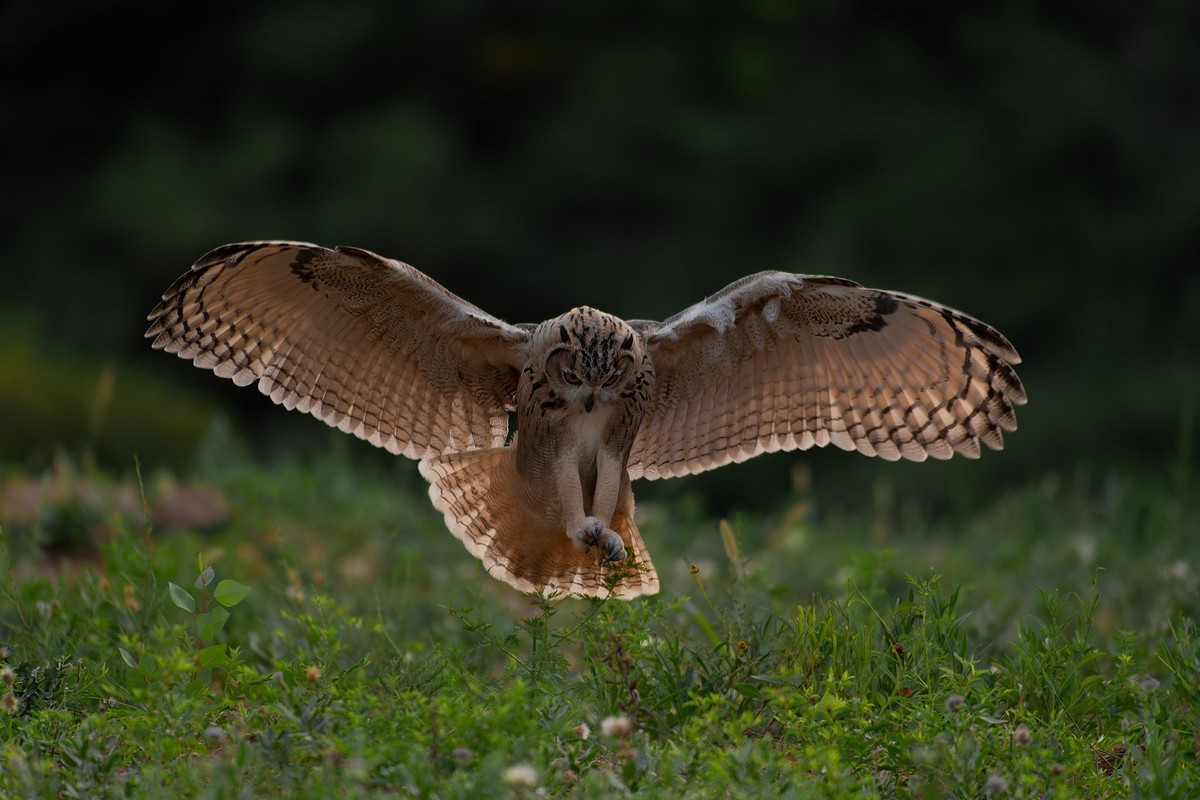 大猫头鹰---雕鸮