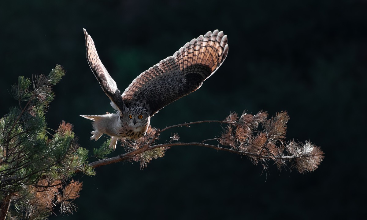 大猫头鹰---雕鸮