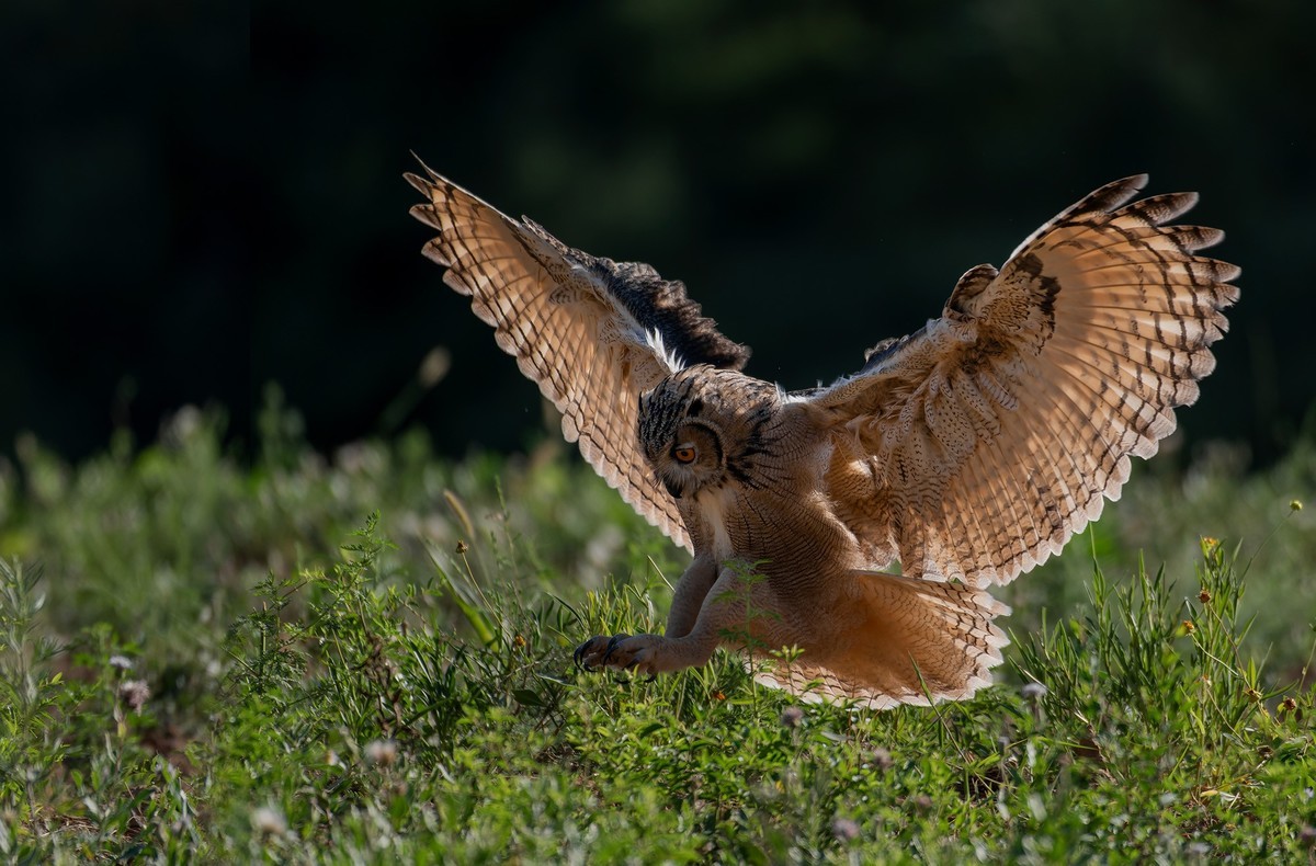 大猫头鹰---雕鸮