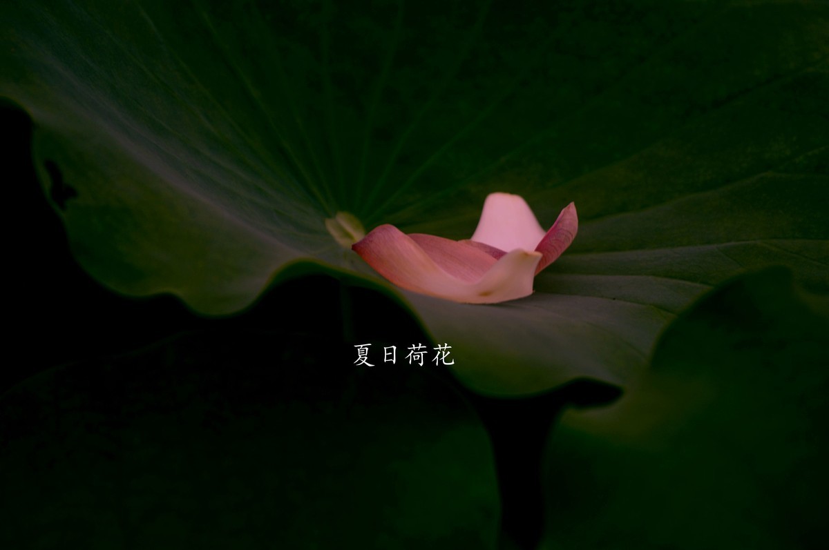 亚艺园拍荷花（二）