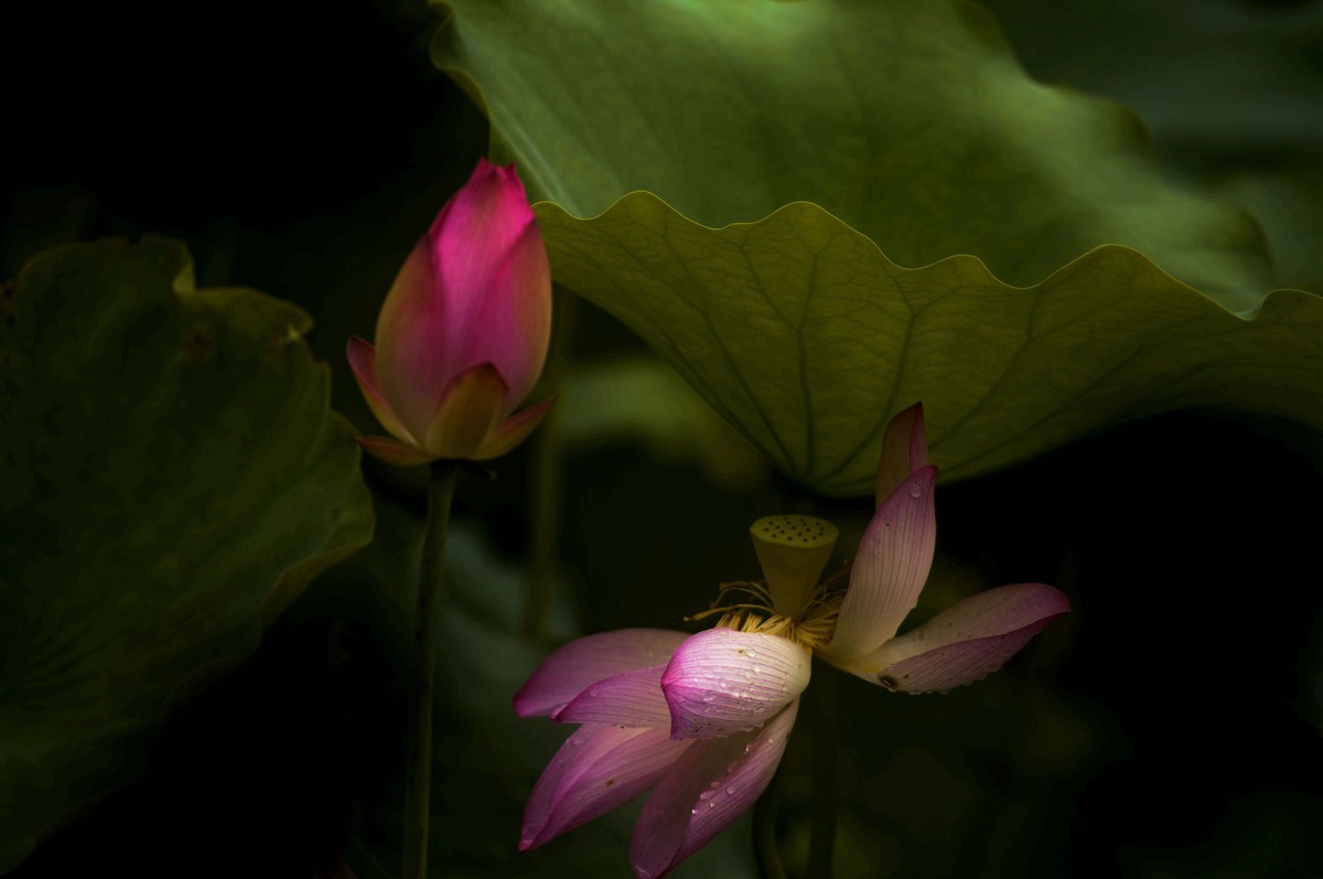 亚艺园拍荷花（二）