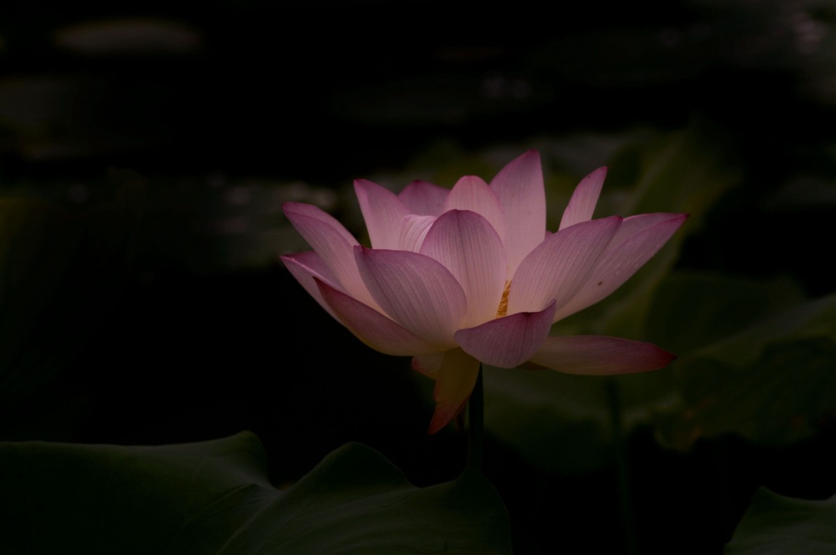 亚艺园拍荷花（二）