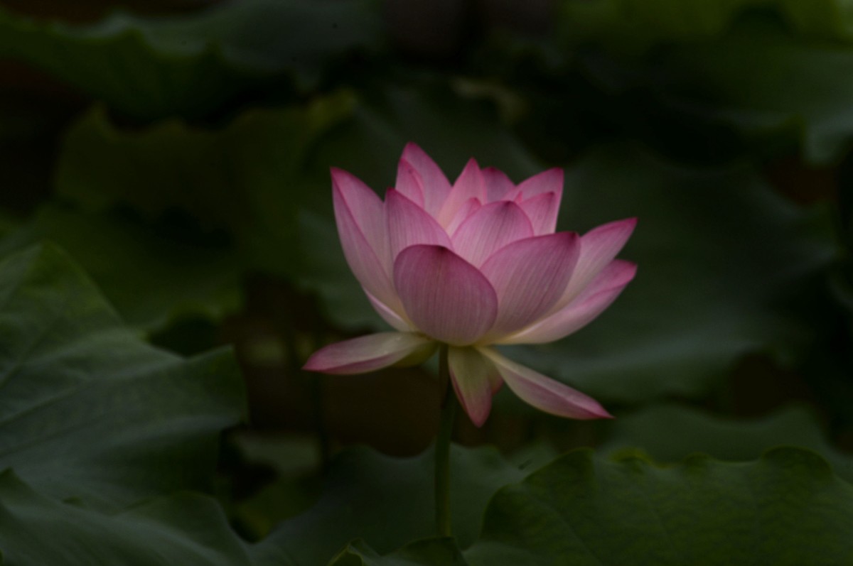 亚艺园拍荷花（二）