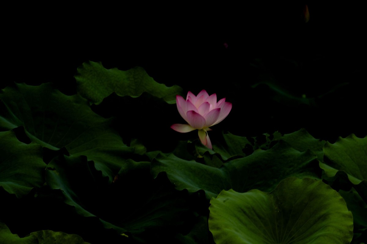 亚艺园拍荷花（二）