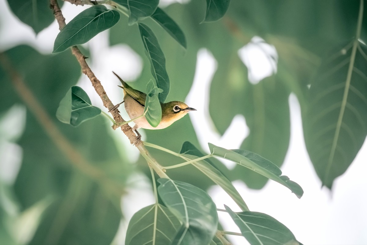 动物园试新镜头Z100-400