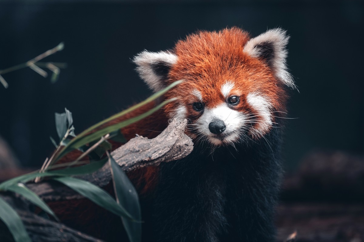 动物园试新镜头Z100-400